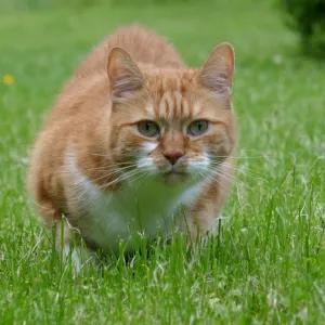 Gato Brincando