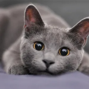 Gato Cinza