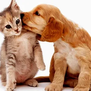 Gato e Cachorro