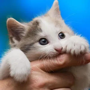 Gato Mordendo