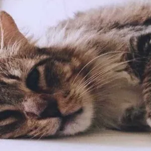 Gato Morto