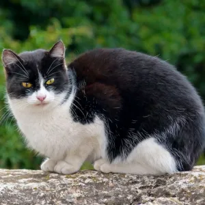 Gato preto e branco