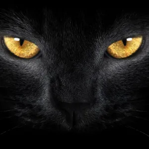 Gato Preto