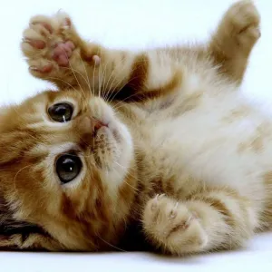 Gato