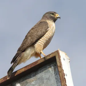 Gavião