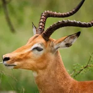 Gazela