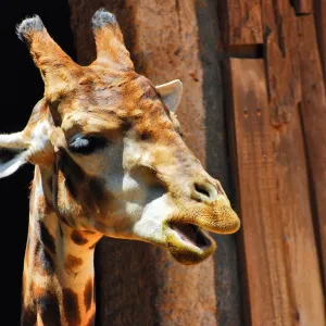 Girafa