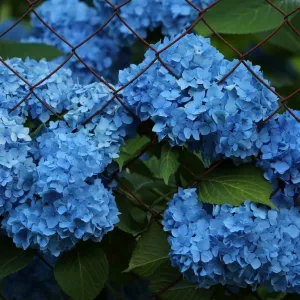 Hortênsia