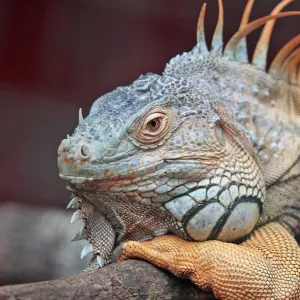 Iguana