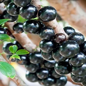 Jabuticaba