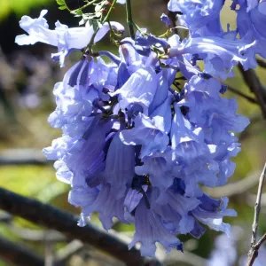 Jacarandá