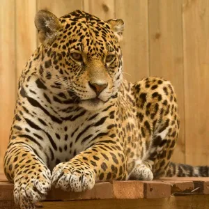 Jaguar