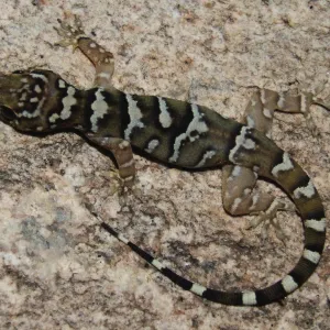 Lagartixa