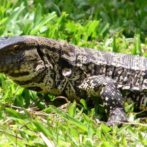 Lagarto