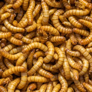 Larvas