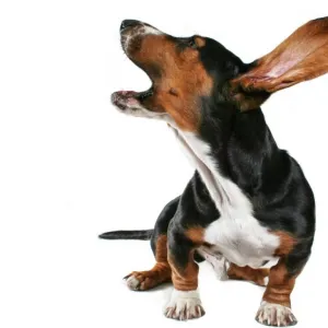 Latido
