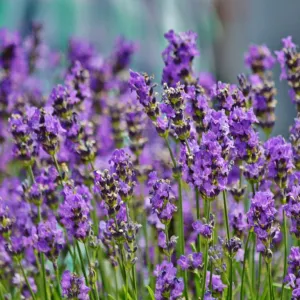 Lavanda