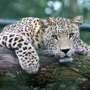 Leopardo