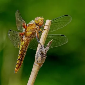 Libélula