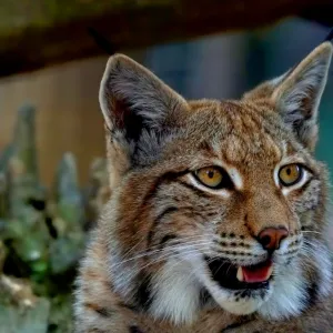 Lince