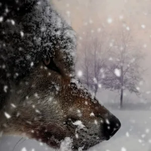 Lobo preto