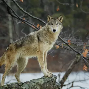Lobo