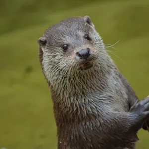 Lontra