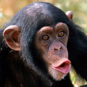 Macaco