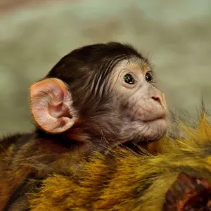 Macaquinho