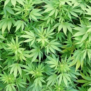 Maconha