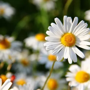 Margaridas
