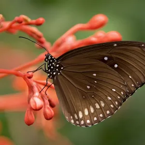 Mariposa
