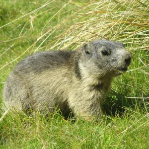 Marmota