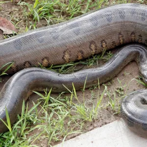Matando Cobra