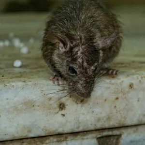 Matando Rato