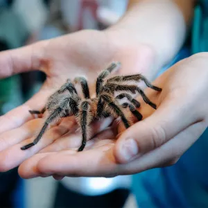 Medo de aranha