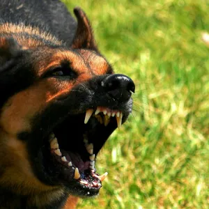 Medo de cachorro
