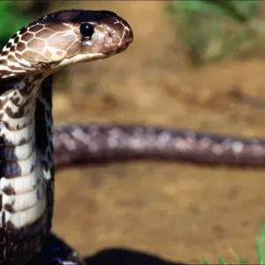 Medo de cobra