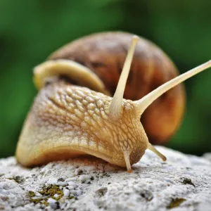 Molusco
