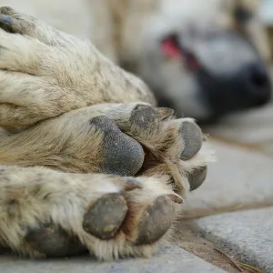 Morte de cachorro