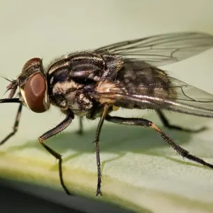 Mosca