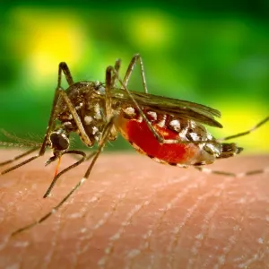 Mosquito