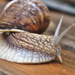 Muco