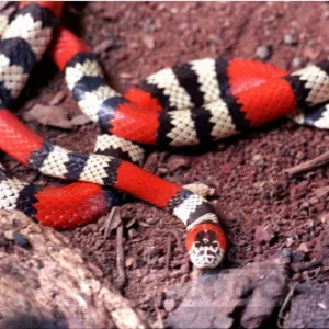 Muitas cobras