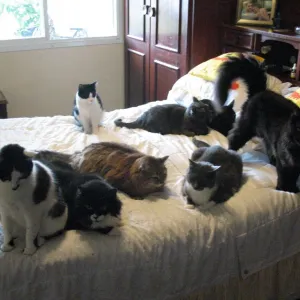 Muitos gatos