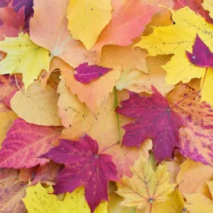 Novembro