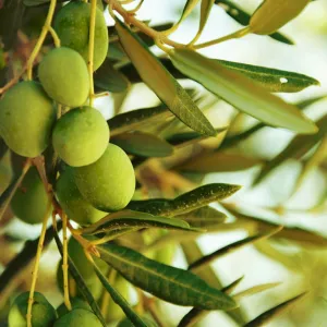 Oliveira