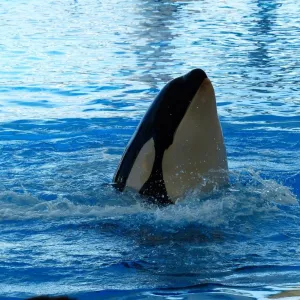 Orca