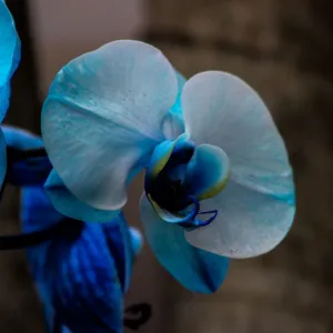 Orquidea