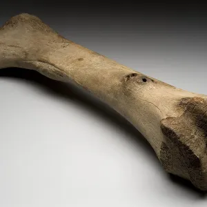 Ossos